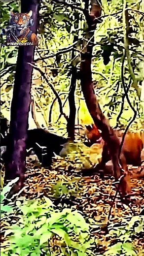 mother sloth bear fights tiger to protect cub | ranthambore raw moment #wildlife #nature