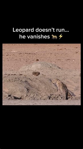 Leopard vs Lion: He Vanishes from Ambush