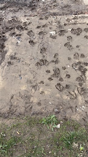 Different animal prints in the mud at Island Metropark. Dayton, Ohio.