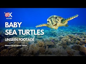 The Most Adorable Baby Sea Turtles' First Trip to the Ocean!