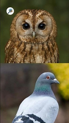 Why Chicken Heads Don’t Move 🐔📸 | Nature’s Gimbal