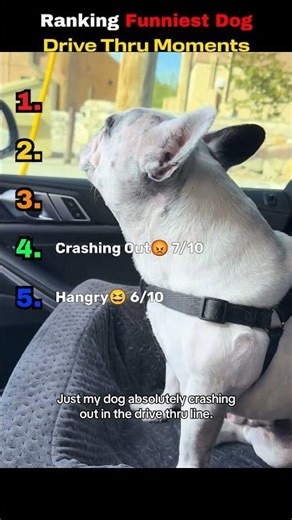 Ranking Funniest Dog Drive Thru Moments! Wait Till #1 #animals #funny #ranking