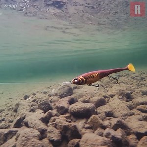 246K views · 306 shares | Launched last year, the X-Rap Peto is a proven big predator bait. Watch Mikko Seppänen reveal all about this favorite hybrid. #flashbackfriday | Rapala | Facebook