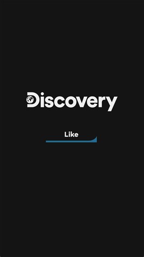 20K views · 40 reactions | From singing your truth to moving at your own pace, every whale has something to teach us.  #Discovery #DiscoveryChannel #DiscoverySEA #Whales #WhaleWisdom | Discovery Channel Southeast Asia | Facebook
