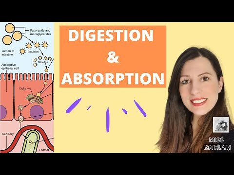 Digestion and Absorption for A-level Biology: Carbohydrates, proteins and lipids (micelles)