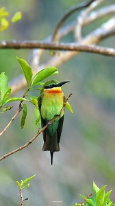 8.2K views · 1.7K reactions | Blue-tailed bee-eater | 퐍퐚퐭퐮퐫퐞 퐏퐡퐨퐭퐨퐬 퐁퐨퐨퐤 | Facebook
