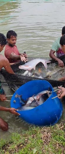 Catch and Cook: Simple Fishing for GIANT Mud Crabs and Making a Spicy Curry! 🦀🔥​