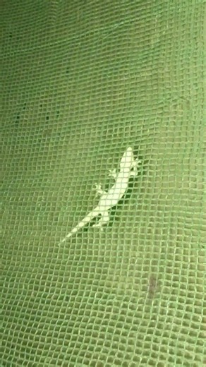 Asian House Gecko Sound Original Ep.239 #short #shortvideo #animals #animation #animal