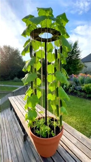 Vertical Cucumber Tower Garden 🥒 | Grow More Cucumbers in Small Spaces (Easy DIY Trellis Guide)
