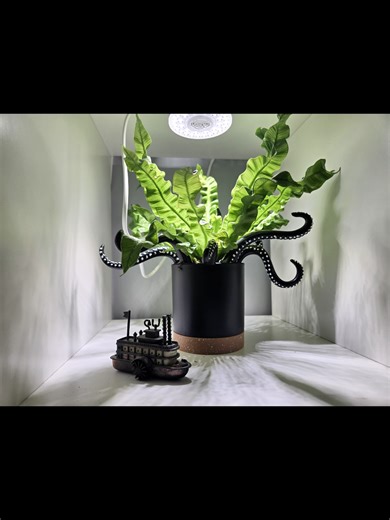 So... wanted to try making a video to test out the exporting properties for another work video and made this. Hearing my own voice is kind of cringey to me but yeah. Plants! Let me know if it sounds or looks weird. #plants #maragold #indoor #garden #edit