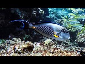 Red Sea. Marsa Alam 2023. Dive at House Reef South of the Blend Elphistone Resort (23 May 2023) (4K)