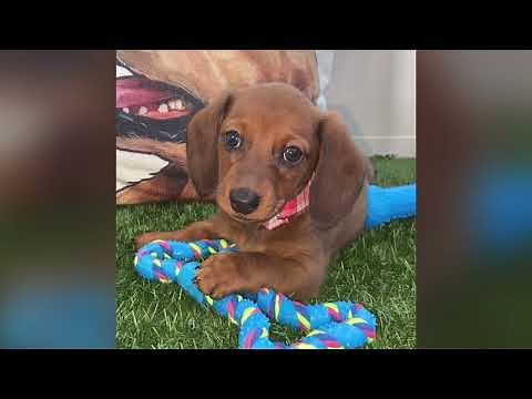 Sally - Miniature Dachshund Puppy for Sale in Dallas, Texas