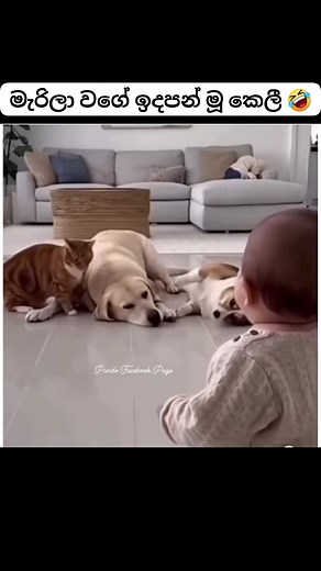 191K views · 4.4K reactions | 藍藍 | ＰＡＮＤＯ | Facebook