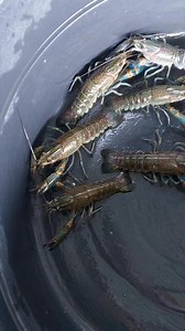 Preparing 4 sets trio 4-5 inch ready to breed Bound to dipolog #gensancrayfish #arcpilipinas #southcotabatocrayfish #davaocrayfish #crayfishfarmingphilippines #Gensan | Mel's Farm