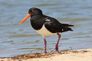 Marion Bay Important Bird Area - Alchetron, the free social encyclopedia