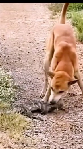 The unlucky lizard was bitten by a dog and died in pain | Confianza Infundada