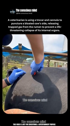 Saving a Bloated Cow with an Emergency Trocar 🐄