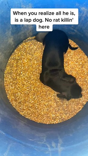 Dachshund vs. Rat: A Failed Feeding Attempt