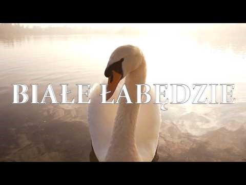 Białe Łabędzie | Zostanie tylko żal 💔Teledysk