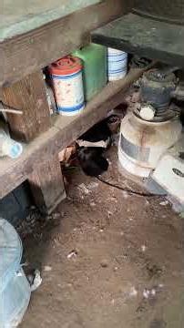Helping a duck build a nest #narrowayhomestead #offgrid #duck #nest #broody #help