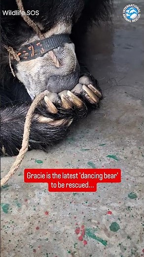 What Trauma Does to a Sloth Bear #bears #animals #wildlife