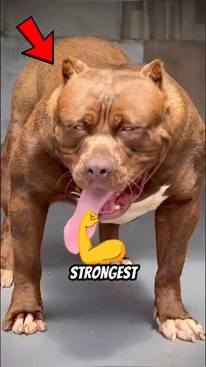 Top 4 Strongest Beasts on the Planet 🌍 #animals #animalshorts #facts