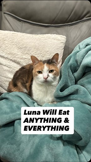 Watch Luna completely devour a plate of fried chicken. This cat will eat ANYTHING & EVERYTHING. Be sure to repost this funny cat reel to EVERYONE #cat #funnycat #viral | Michael Timothy Stocker | Facebook