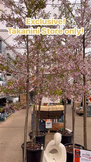11 reactions · 6 comments | Visit Mitre 10 Mega Takanini & get exclusive store offer on Prunus Awanui, Now at $120 !!! Run! Don’t miss it!! Limited offer! #gardening #spring #mitre10 #takanini #Takaninionlydeal | Mitre 10 MEGA Takanini | Facebook