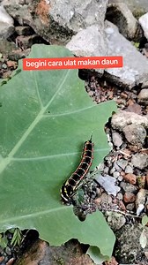 Jadi begini cara ny 🤣😁😁 . #ulatdaun #reel #video | Nicky Yulia