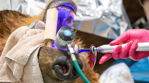 Alaskan brown bear has a new shiny smile after getting a huge silver crown for a canine tooth