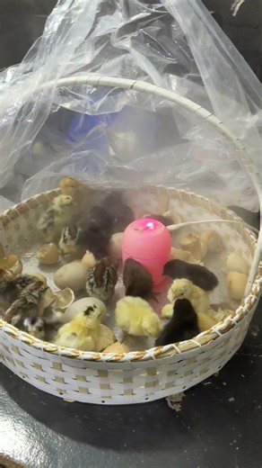 Wonderful Steam egg incubator - hatching eggs.