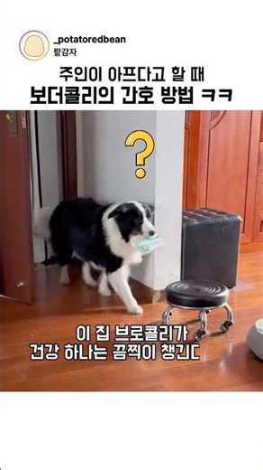 How a Border Collie nurses its owner when they are sick lol