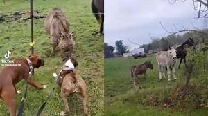 Viral Video: Donkeys 'Laughs' at Dog Shocked by Electric Fence