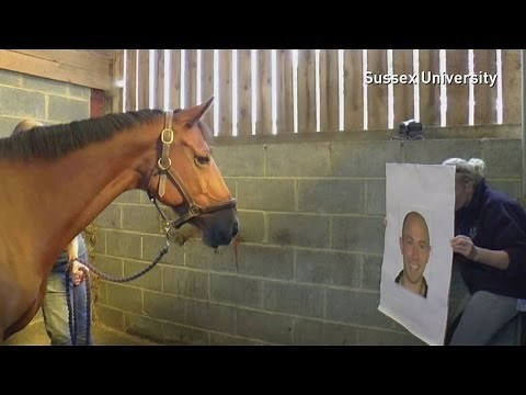 Horses can read human emotions, new study shows