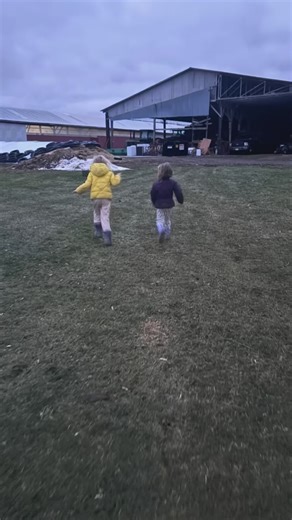 The cows who are the closest to having calves spend each night inside so we can monitor closely. When they show signs of labor we put them into a pen by themselves. The girls like to come with me to visit their calf friends...so far we have Mint, Jack, Cutie, Phil & Bud so far. 2 more still need names 😅😍 | Shepard Settlement Farm Red Angus