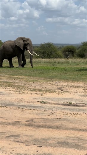 Lucas African Adventures on Instagram: "6-Day Tanzania Safari: Tarangire, Serengeti, Ngorongoro & Hadzabe Experience Day 1 – Arusha to Tarangire National Park Depart Arusha in the morning and drive to Tarangire National Park, famous for its large elephant herds and ancient baobab trees. Enjoy a full-day game drive spotting lions, giraffes, zebras, and many other animals. Overnight in Karatu or near Tarangire. Day 2 – Karatu to Serengeti National Park After breakfast, drive through the Ngorongoro