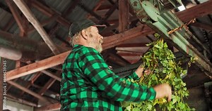 A worker feeds the harvested hops to an automatic cleaning machine on the farm.