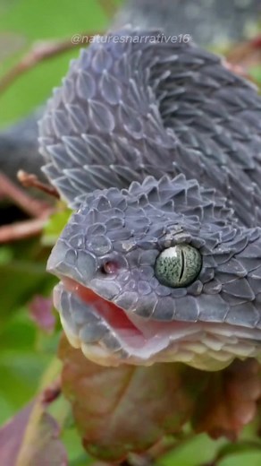 Meet the Deadly Bush Viper: Dragon-Like Creature