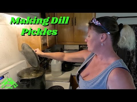 Making Dill Pickles