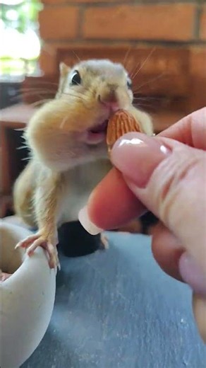 got some special nose boops🥜🐿️💕🌿