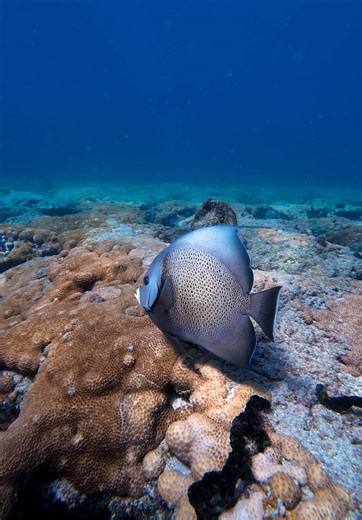 Angel fish are so beautiful 😭 #fyp #ocean #dji #underwater #angelfish #florida
