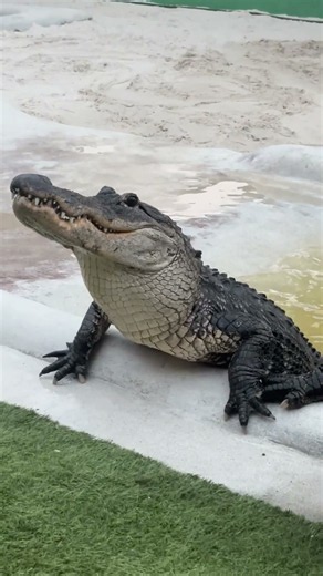 Catch it! 🐊