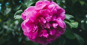 Tea rose liqueur on alcohol: how to make an alcoholic drink at home