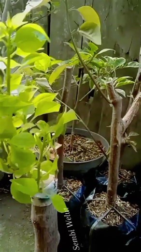 Open the plastic cover for the Bougainvillea grafting 🌱