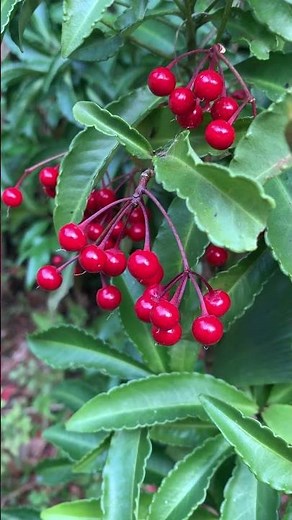 万両（マンリョウ）〜お正月の縁起物#植物 #万両#縁起物