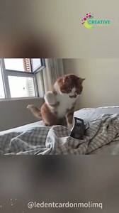 She pounced on my moving foot. | Creative Company