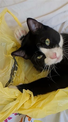 Dexter washing his face #cat