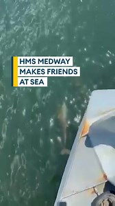 3.9K views · 67 reactions | Having a flipping good time on HMS Medway  Watch as curious dolphins made friends with the crew of the Royal Navy’s River-class patrol in the Caribbean  #dolphins #sealife #lifeatsea #navy #royalnavy #military #armedforces #sailors #news #forcesnews | Forces News | Facebook