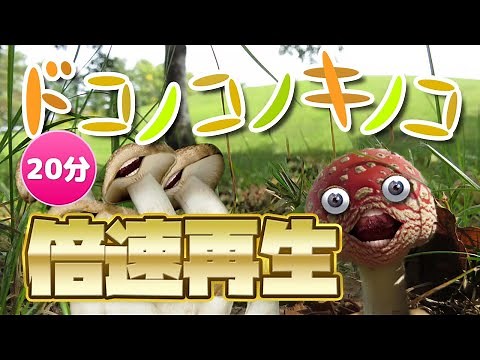 キノコが踊る！ドコノコノキノコ_倍速再生!20分再生!【おかあさんといっしょ】