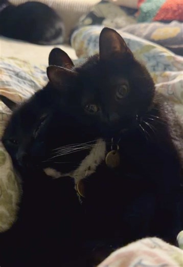 Happy Friday 💞 SQL is a kitten born with CH, aka Cerebellar Hypoplasia. CH is not painful, degenerative, or contagious! She’s a normal girl, just a wiggly one. #cerebellarhypoplasia #viralvideo #specialneeds #sillykitty